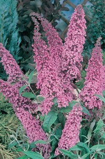 Blooming Direct Buddleia (Butterfly Bush) Pink Delight x 5 plants