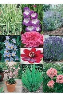 Blooming Direct Bumper Summer Pack x 10 mixed plug plants