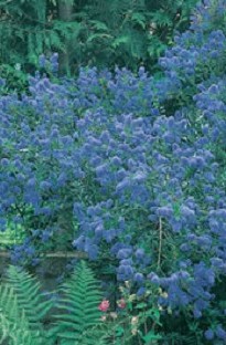 Blooming Direct Ceanothus x 5 young plants