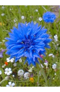 Blooming Direct Centaurea cyanus Blue Diadem