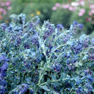 Blooming Direct Cerinthe Kiwi Blue seeds x 30 seeds