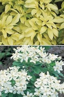 Blooming Direct Choisya Collection Pack x 10 young plants