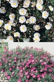 Blooming Direct Cistus Collection x 10 young plants