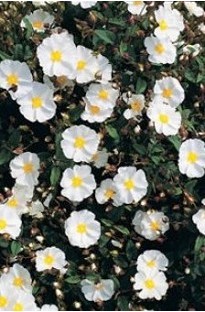 Blooming Direct Cistus Corbariensis x 5 young plants