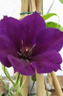 Blooming Direct Clematis Gypsy Queen x 5 young plants