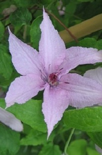 Blooming Direct Clematis Hagley Hybrid x 5 young plants