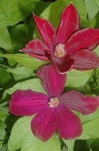 Blooming Direct Clematis Rouge Cardinal x 5 young plants