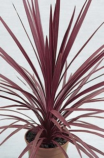 Blooming Direct Cordyline Red Star (New Zealand Cabbage Palm) x 5 plants