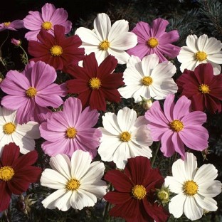 Blooming Direct Cosmos Gazebo Mixed x 50 seeds