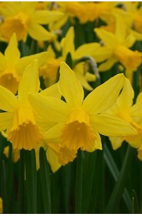 Blooming Direct Daffodils Mixed x 20 bulbs