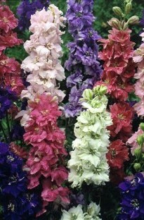 Blooming Direct Delphinium Larkspur x 10 young plants