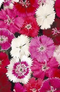 Blooming Direct Dianthus Festival Mixed x 50 plants   16 FREE