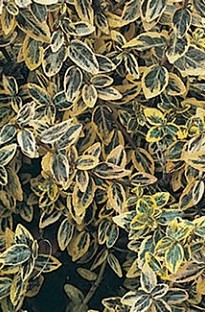 Euonymus Emerald N Gold x 5 young plants