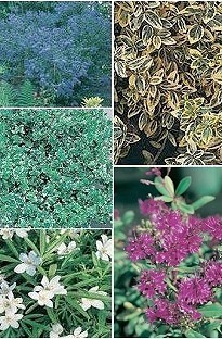 Blooming Direct Evergreen Shrub Collection x 5 young plants