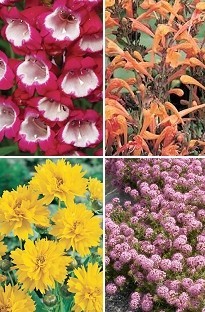 Blooming Direct First Year flowering Perennial plant collection