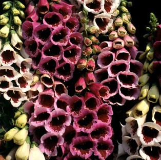 Blooming Direct Foxglove Giant Spotted Mixed x 100 seeds