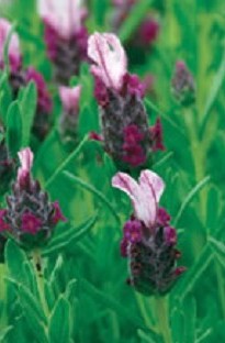 Blooming Direct French Lavender Kew Red x 5 young plants