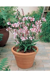 Blooming Direct Gaura Cherry Brandy x 5 young plants