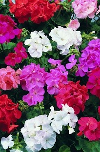 Blooming Direct Geranium F1 Blooming 50 mixed plants   16 FREE