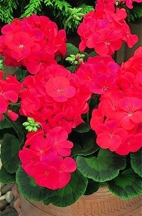 Blooming Direct Geranium F1 Red x 50 plants   16 FREE