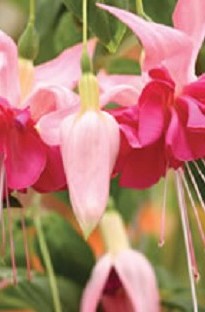 Blooming Direct Giant Fuchsia Bella Rosella x 5 young plants   5 FREE!