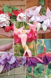 Blooming Direct Giant Fuchsia Collection x 5 young plants   5 FREE!