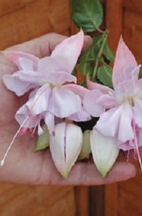 Blooming Direct Giant Fuchsia Hollyand#39;s Beauty x 5 young plants   5 FREE!