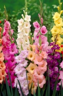 Blooming Direct Gladioli Mixed x 10 summer flowering bulbs