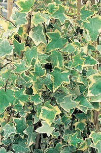 Blooming Direct Hedera (Ivy) Gold Child x 5 plants