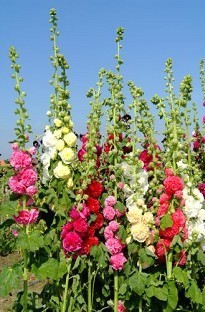 Blooming Direct Hollyhock Chaterand#39;s Double Mixed x 50 seeds