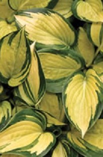 Blooming Direct Hosta (Plantain Lily) Great Expectations x 5 plants