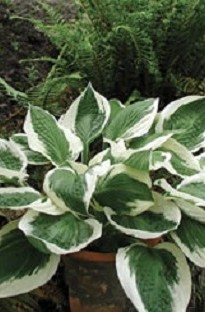 Blooming Direct Hosta (Plantain Lily) Patriot x 5 young plants