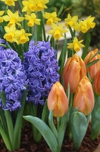 Blooming Direct Hyacinth, Daffodil and Tulip collection x 30 bulbs