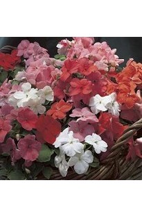 Blooming Direct Impatiens Accent (Busy Lizzie) Mixed x 50 seeds
