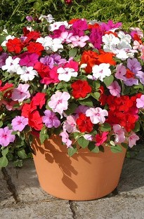 Blooming Direct Impatiens Busy Lizzie mixed x 50 plants   16 FREE