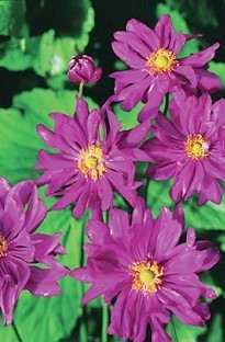 Blooming Direct Japanese Anemone Prince Heinrich x 5 plants