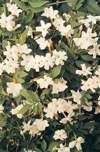 Blooming Direct Jasmine (Nightshade) x 5 plants