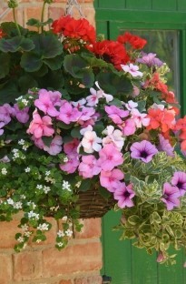 Blooming Direct `lassic`Container Plant Collection