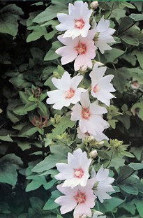 Blooming Direct Lavatera Barnsley (Tree Mallow) x 5 plants