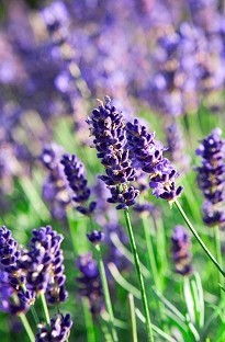 Blooming Direct Lavender Hidcote Blue x 5 young plants
