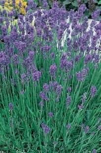 Blooming Direct Lavender Munstead Blue x 5 young plants