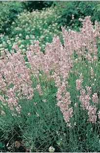 Blooming Direct Lavender Rosea x 5 jumbo plug plants