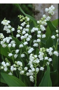 Lily of the Valley x 10 bulbs