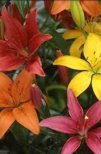 Blooming Direct Oriental Lily collection x 10 bulbs