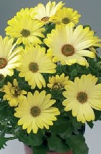 Blooming Direct Osteospermum Tambero x 5 young plants
