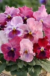 Blooming Direct Pansy Magnum Pink Shades x 50 plants  16 FREE