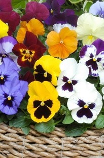 Blooming Direct Pansy Matrix Blooming Direct x 50 plug plants   16 Free