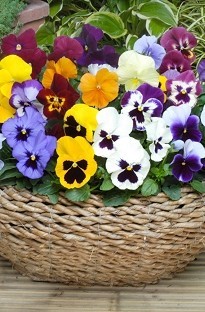 Blooming Direct Pansy Panola Blooming Direct Mix x 60 plug plants