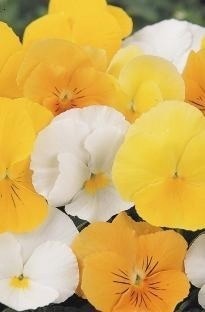 Blooming Direct Pansy Panola Daffodil Mix x 60 plug plants