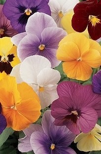 Blooming Direct Pansy Panola Mixed x 50 plants  16 FREE